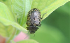 Calligrapha multipustulata