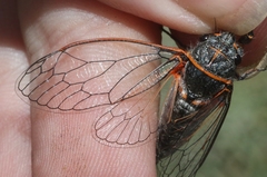 Platypedia sylvesteri