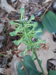 Platanthera orbiculata