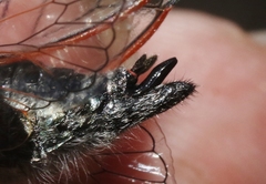 Platypedia sylvesteri