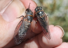 Platypedia sylvesteri