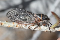 Platypedia sylvesteri