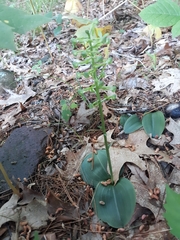 Platanthera orbiculata