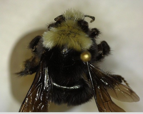 iNaturalist observation photo of Bumble Bees