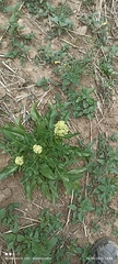 Valeriana microphylla
