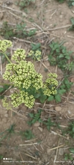 Valeriana microphylla