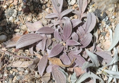 Phacelia egena