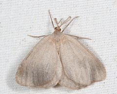 Macaria argillacearia