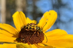 Typocerus octonotatus