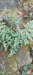 Adiantum tricholepis