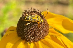 Typocerus octonotatus