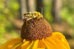 Typocerus octonotatus