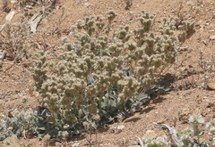 Phacelia egena