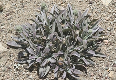Phacelia egena