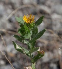 Grindelia adenodonta