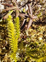 Huperzia appressa