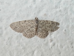 Hymenomima umbelularia