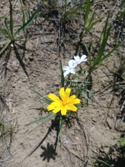 Agoseris parviflora
