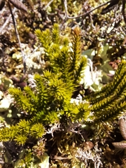 Huperzia appressa