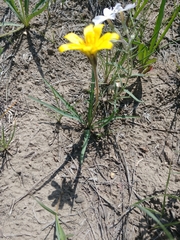 Agoseris parviflora