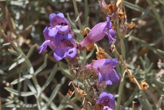 Penstemon incertus