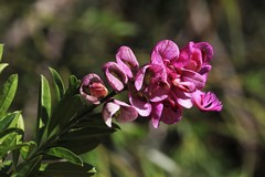 Polygala virgata