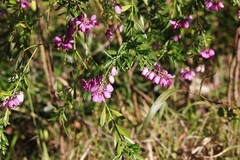Polygala virgata