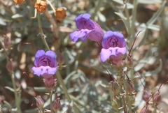Penstemon incertus