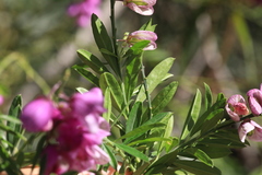 Polygala virgata