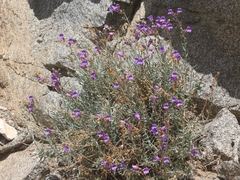 Penstemon incertus