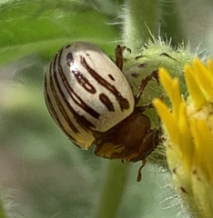 Zygogramma heterothecae