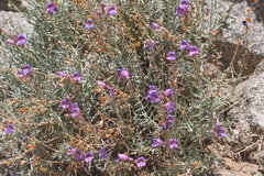 Penstemon incertus