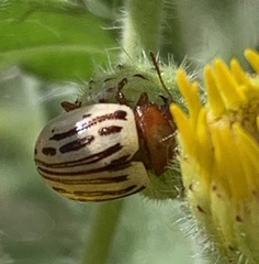 Zygogramma heterothecae