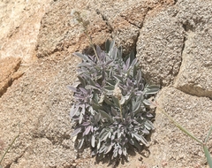 Phacelia egena