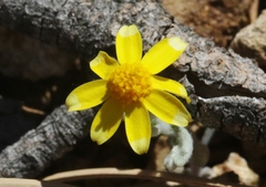 Eriophyllum ambiguum