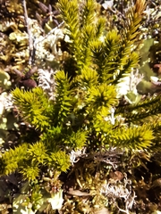 Huperzia appressa