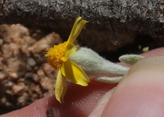 Eriophyllum ambiguum