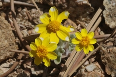 Eriophyllum ambiguum