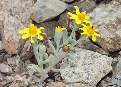 Eriophyllum ambiguum