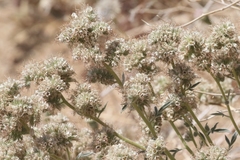 Phacelia egena