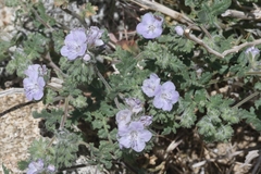 Phacelia vallis-mortae