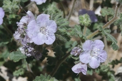 Phacelia vallis-mortae