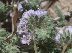 Phacelia vallis-mortae
