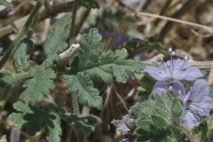 Phacelia vallis-mortae