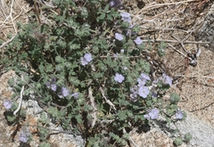 Phacelia vallis-mortae