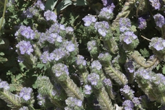 Phacelia vallis-mortae