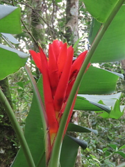 Musa coccinea