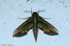 Pergesa acteus