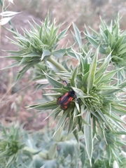 Zygaena sarpedon