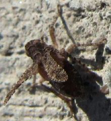 Danepteryx